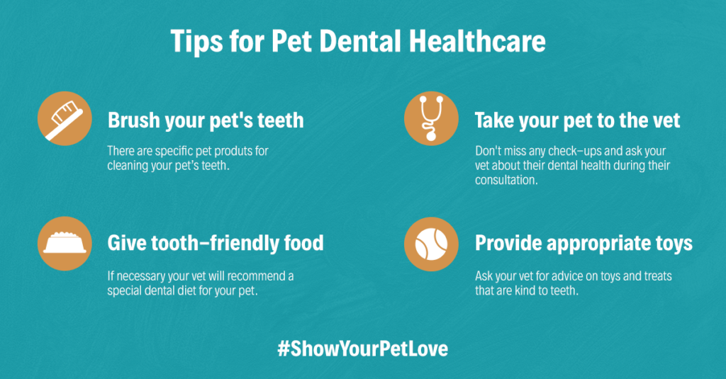 Pet Dental Health Tips